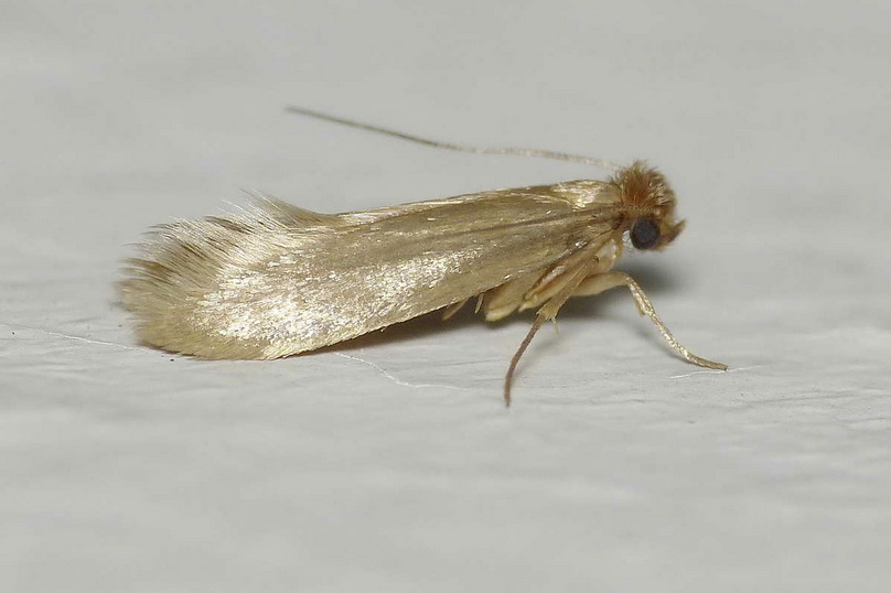 Webbing clothes moth, Tineola bisselliella.